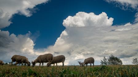 Rebaño pastando en Manlleu.