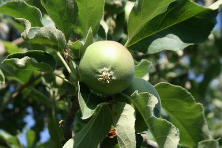 Manzano en un huerto de El Tarròs.