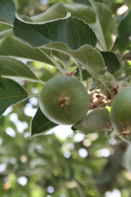 Manzano en un huerto de El Tarròs.