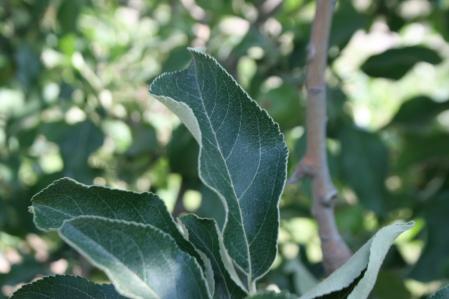 Manzano en un huerto de El Tarròs.