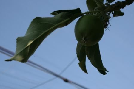 Manzano en un huerto de El Tarròs.