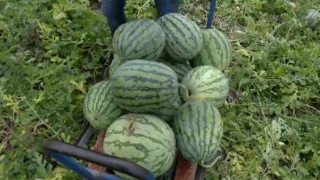 En total, le ha tocado desprenderse de 100.000 kilos