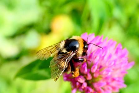 Detalle del ala del abejorro.