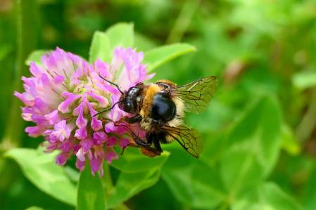 Abejorro, en detalle.