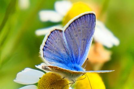 Mariposa ícaro en el huerto del monasterio de Pedralbes.