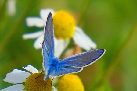 Mariposa ícaro en el huerto del monasterio de Pedralbes.