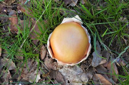 Ou de reig del pantano de Sau.