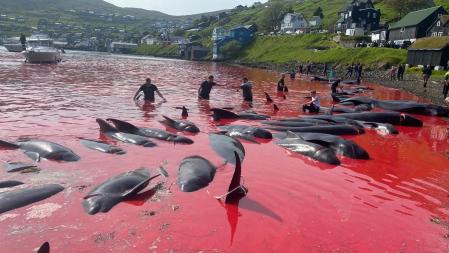 La matanza de ballenas en las Islas Feroe vuelve a teñir el mar de rojo