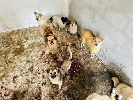 Los animales se acumulaban en condiciones nefastas en un matadero totalmetne insalubre  .