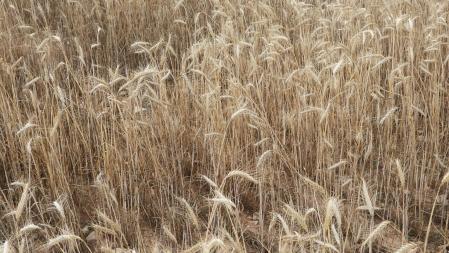 Reto visual: ¿Puedes ver dónde está la hormiga león?