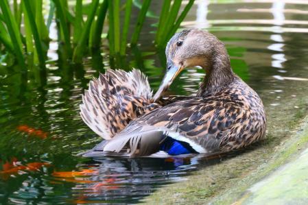 Cuaca, tras quedarse otra vez sin descendencia.