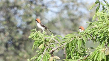 El pájaro que buscamos.