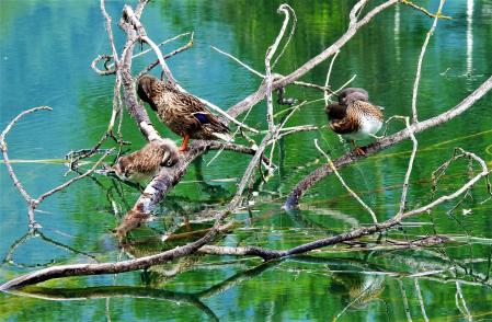 Aves acuáticas en Banyoles.