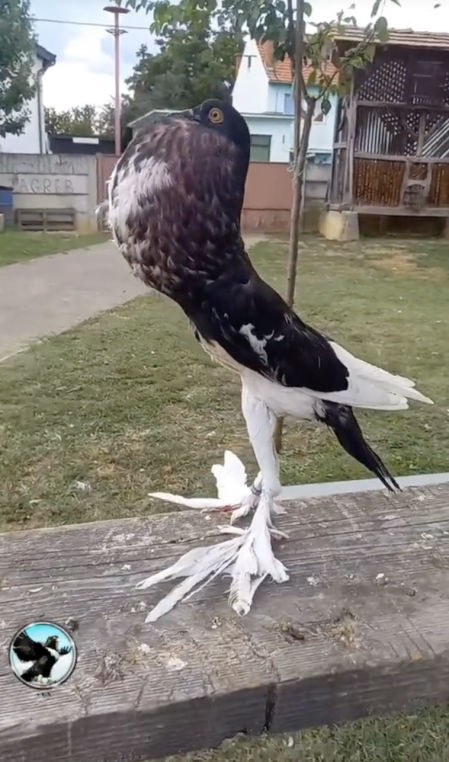 El ave es una raza de paloma conocida como puchero inglés