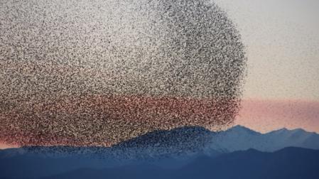 Las bandadas de estorninos dibujan enigmas en el cielo
