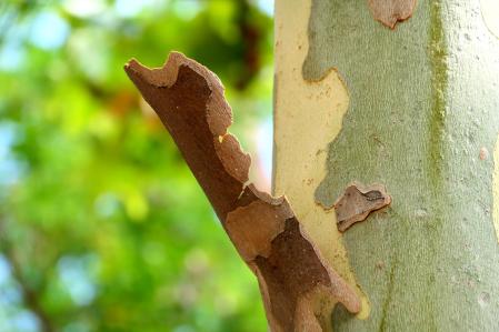 El estriptis de la corteza del plátano.