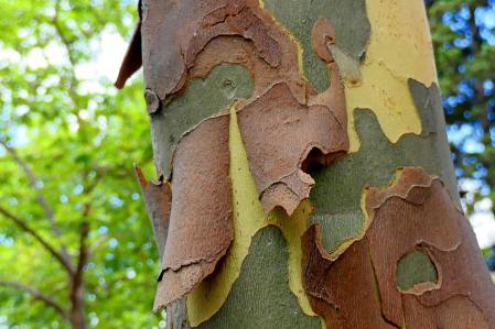 El estriptis de la corteza del plátano.