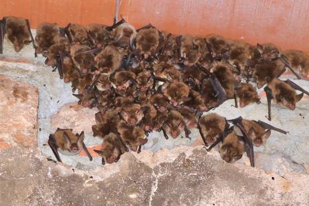 Murciélagos en Vilanova de Sau.