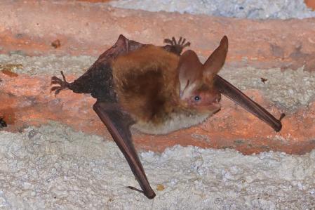 Murciélagos en Vilanova de Sau.