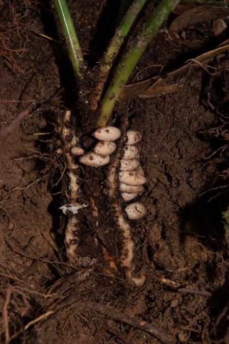 Fructificaciones en fase de maduración de la palmera 'P.subterranea'  .