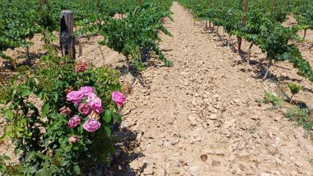 Rosal protector de la viña en Espiells.