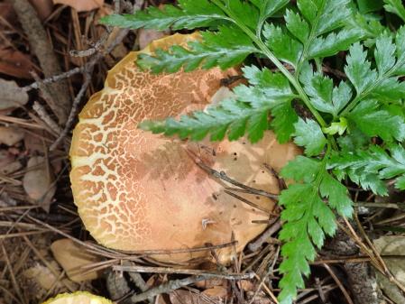 Forma artística de la seta de verano.