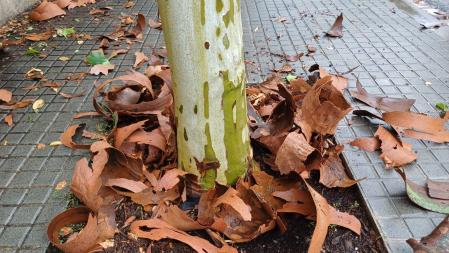 La corteza se desprende de los plataneros.