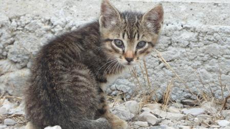 Gato que buscamos, en detalle.