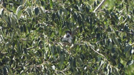 El gorrión que buscamos, en detalle.