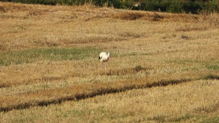 La cigüeña que buscamos.