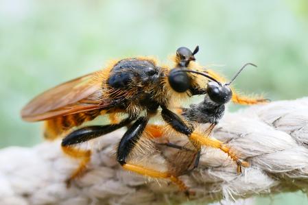 Mosca ladrona cazando a una avispa alfarera en el huerto del monasterio de Pedralbes de Barcelona.