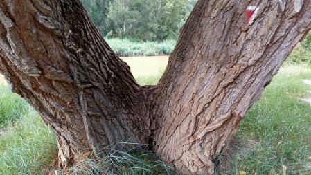 Chopos gemelos en el Pont de Vilomara.
