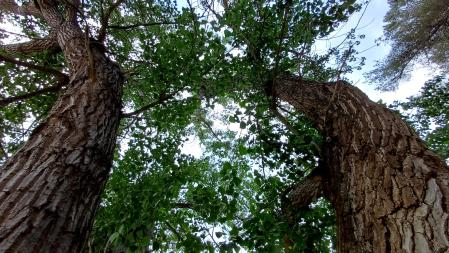 Chopos gemelos en el Pont de Vilomara.