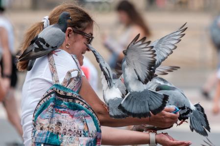 Palomas acechan a una señora en Plaza Catalunya 