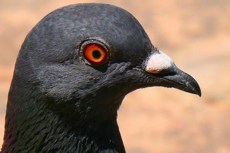 Paloma en el claustro del monasterio de Pedralbes.
