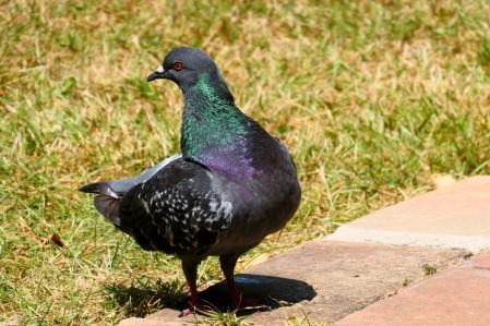 Paloma en el claustro del monasterio de Pedralbes.