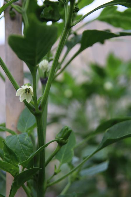 Huerto de verano en El Tarròs.