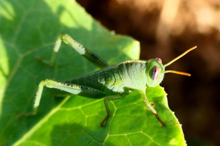 Ninfa de langosta egipcia.