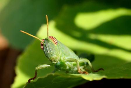 Ninfa de langosta egipcia.