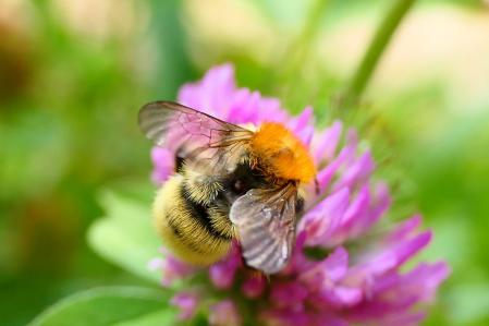 Abejorro Bombus pascuorum.
