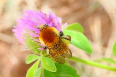 Abejorro Bombus pascuorum.