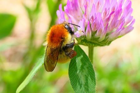 Abejorro Bombus pascuorum.