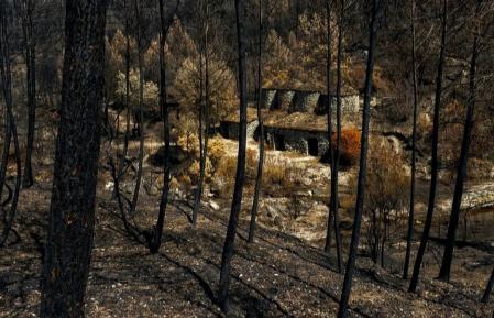 Vegetación con una barraca de viña tras el incendio de Pont de Vilomara.