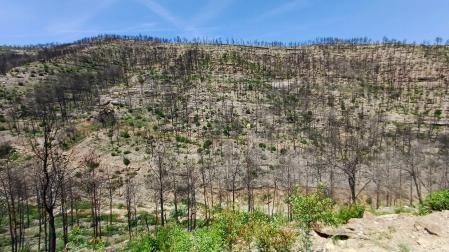 Montaña con vegetación creciente un año después del incendio en Pont de Vilomara.