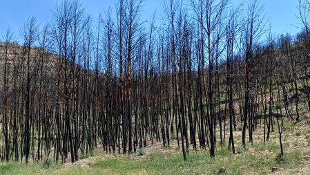 Paisaje con árboles aún sin hojas tras un año del incendio en Pont de Vilomara.