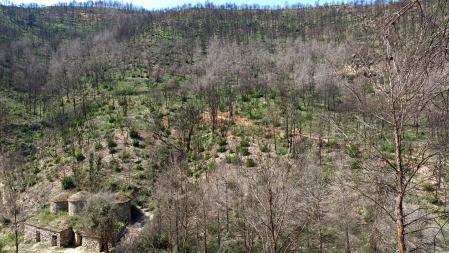 Paisaje parcialmente recuperado de vegetación con unas barracas de viña abajo a la izquierda.