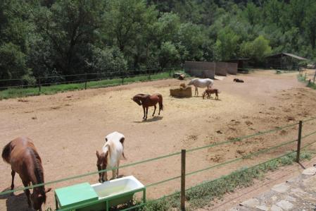 Caballos acogidos en el refugio de ADE.