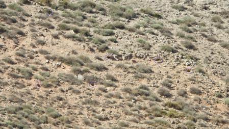 Solución al Reto visual de las madrigueras.