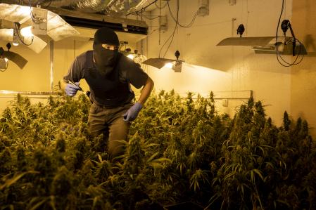 Un mosso d’esquadra de la unidad de investigación de Sant Adrià de Besòs realiza el recuento de plantas de cannabis en un piso de la calle Marte, ayer por la mañana