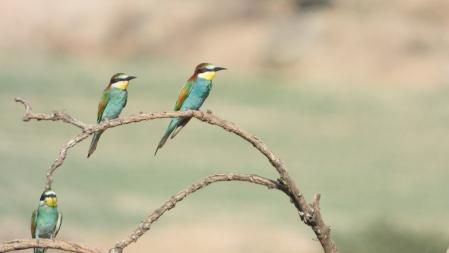 Solución al Reto visual del abejaruco.